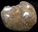 Polished Fossil Coral Head - Morocco #35375-1
